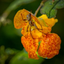 Horoable Mention Macro\n\nLynx Spider on Jewel Weed\n\nHerrick Fenn