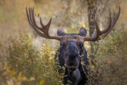 Second Place Wildlife\n\nMoose Staredown\n\nGrand Teton National Park