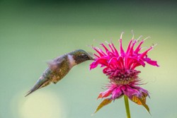 Honorable Mention Wildlife\n\nHummingbird\n\nCVNP