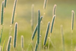 Arborhurst Morning Dew\n\nCVNP