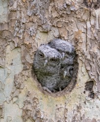 CVNP\n\nScreech Owlets - Tight Squeeze