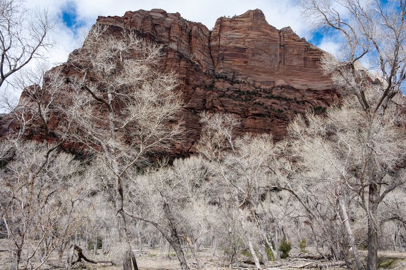 Landscape\n\nZion Eerie Trees\n\nZion National Park