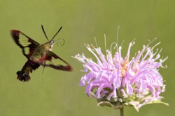 Macro\n\nHummingfird Cear Wing\n\nHampton Hills Metro Park