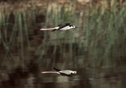 Wildlife\n\nReflective black necked stilt\n\nMyakka River State Park, FL