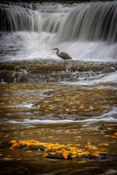 Great Blue Heron at Quarry Rock Falls