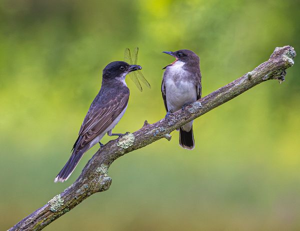 First Place CVNP\n\nEastern Kingbirds Feeding\n\nBeaver Marsh