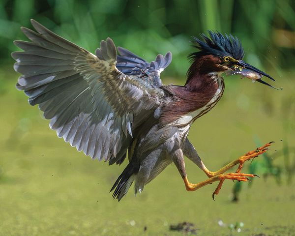 Honorable Mantion, CVNP\n\nLanding the fish\n\nCVNP Towpath