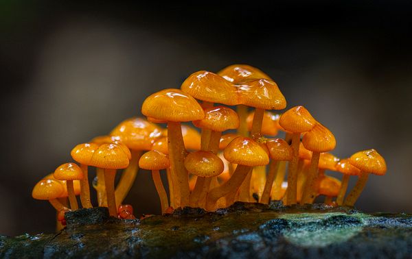 First Place Macro\n\nMycena Mushrooms\n\nJohnson Woods State Nature Preserve