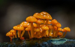 First Place Macro\n\nMycena Mushrooms\n\nJohnson Woods State Nature Preserve