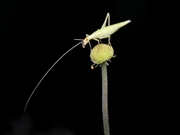 Second Place Macro\n\nSnowly Tree Cricket\n\nCVNP