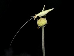 Second Place Macro\n\nSnowly Tree Cricket\n\nCVNP