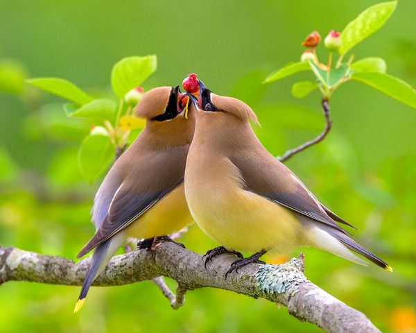 Second Place Wildlife\n\nLove Birds\n\nLiberty Park