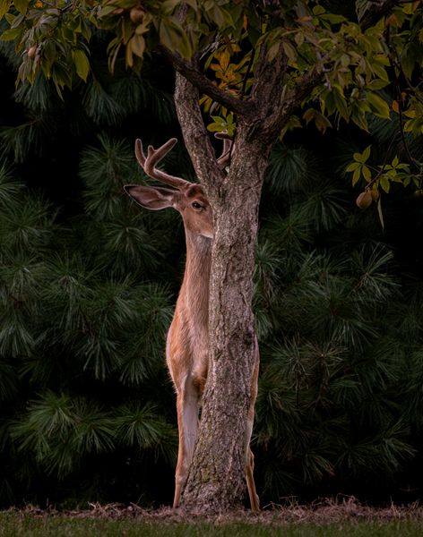 Third Place Wildlife\n\nI See You\n\nCleveland Lakefront Nature Preserfe