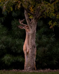 Third Place Wildlife\n\nI See You\n\nCleveland Lakefront Nature Preserfe