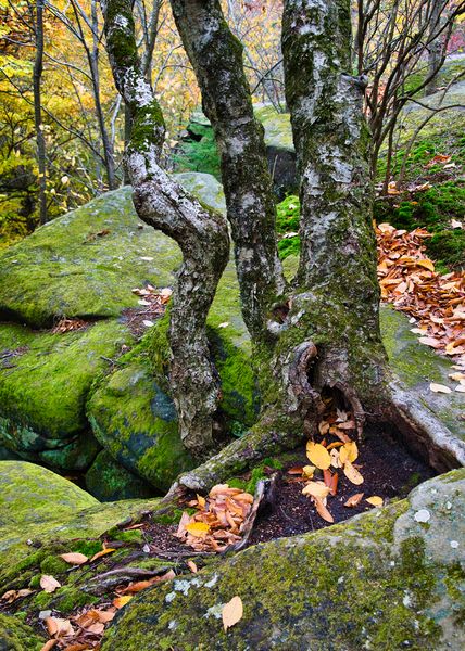 CVNP\n\nGnarled Trunk\n\nLedges