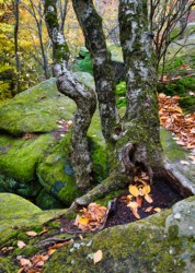CVNP\n\nGnarled Trunk\n\nLedges