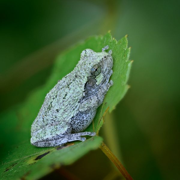 Macro\n\nGray Tree Frot on Grape Leaf\n\nCVNP