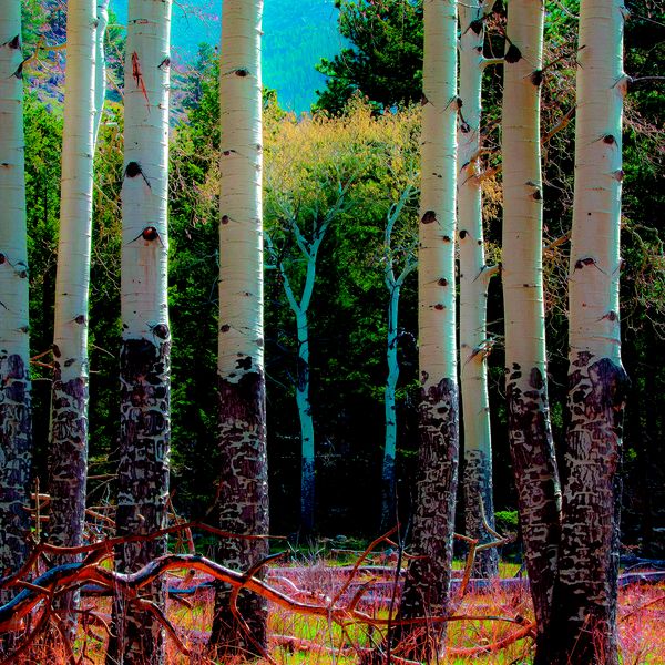 Landscape\n\nAspen\n\nRocky Mountain NP