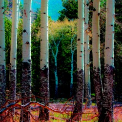 Landscape\n\nAspen\n\nRocky Mountain NP