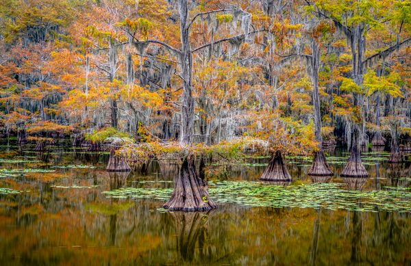 Landscape\n\nCypress Trees\n\nCaddo Lake, TX