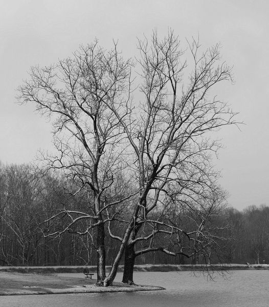 Landscape\n\nSolitary Tree in Winter\n\nHudson Springs Park