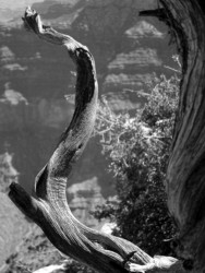 Landscape\n\nTwisted Wood\n\nGrand Canyon NP