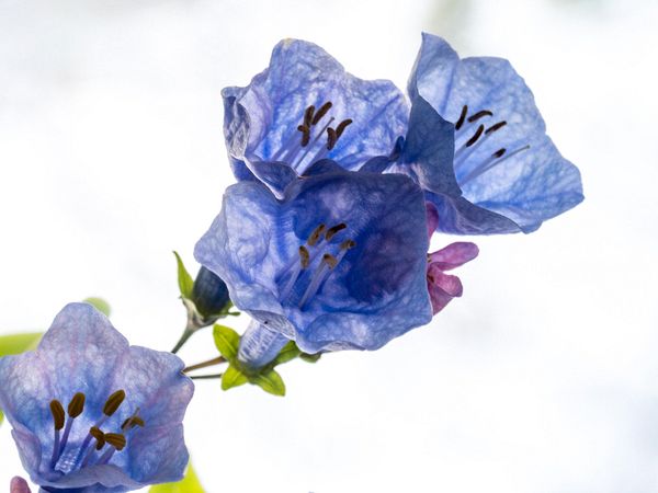 Macro\n\nBluebells\n\nFurnace Run