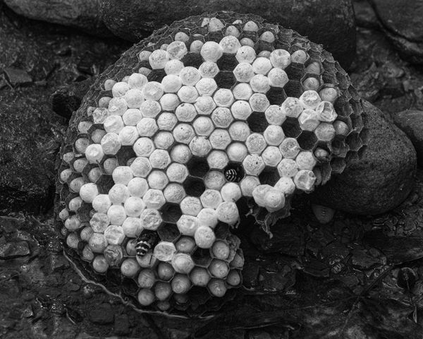 Macro\n\nBold Faced Hornet Nest\n\nBedford Reservation