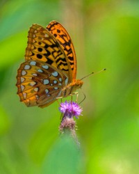 Macro\n\nGreat Spangled Frittilary\n\nCVNP