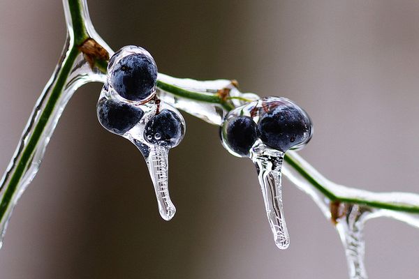 Macro\n\nIce Berries\n\nHocking State Forest