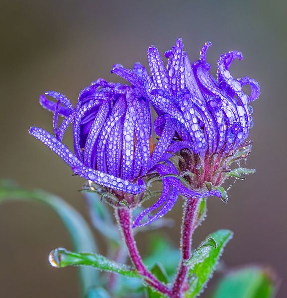 Macro\n\nNew England Aster\n\nHampton Hills