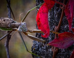 Macro\n\nTime to sa Goodbye\n\nCVNP