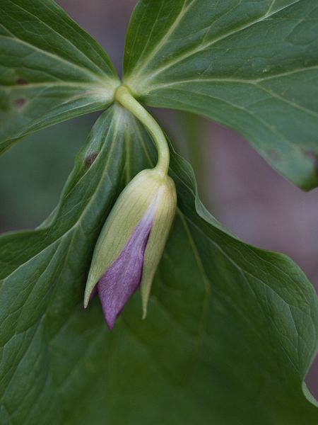 Macro\n\nTrillium\n\nHubbard Creek Park