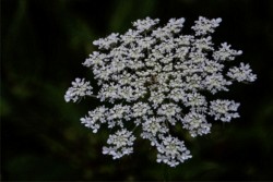 Photowalks\n\nBug on Queen Anne's Lace\n\nCVNP