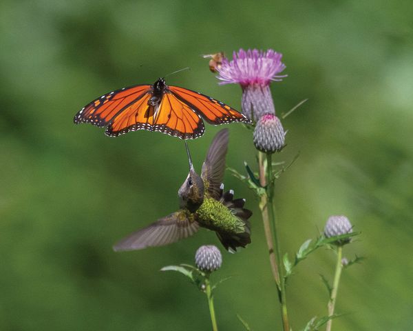 Wildlife\n\nAdmiring Beauty\n\nBrecksville Reservation
