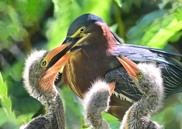 Wildlife\n\nDoor Dash Dad\n\nMagee Marsh