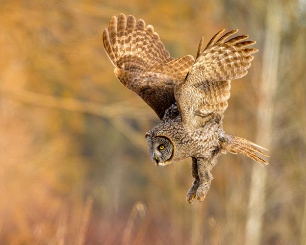 Wildlife\n\nGreat Gray in Golden Hour\n\nSax-Zim Bog