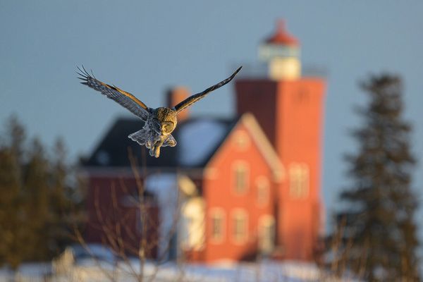Wildlife\n\nGreat Gray with Lighthouse\n\nAgate Beach Park