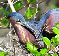 Wildlife\n\nIt's a Fixer Upper\n\nMagee Marsh