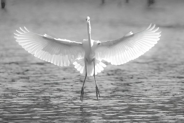 Wildlife\n\nMorning Splendor\n\nLorain County Metroparks