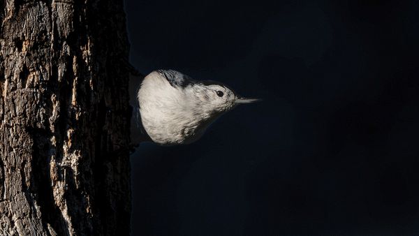 Wildlife\n\nWhite Breasted Nuthatch\n\nFirestone Metropark