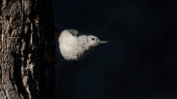 Wildlife\n\nWhite Breasted Nuthatch\n\nFirestone Metropark