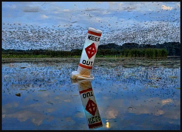 Wildlife\n\nPurple Martins\n\nNimisilla