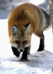 Wildlife\n\nRed Fox\n\nGrand Teton NP