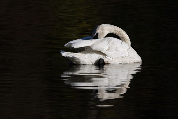 Wildlife\n\nResting Swan\n\nTinkers Creek Liberty Park