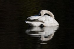 Wildlife\n\nResting Swan\n\nTinkers Creek Liberty Park