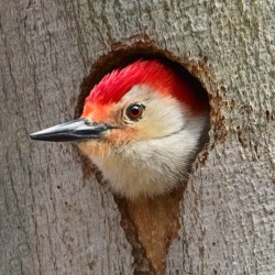 Wildlife\n\nSnug as a Bug\n\nClague Park