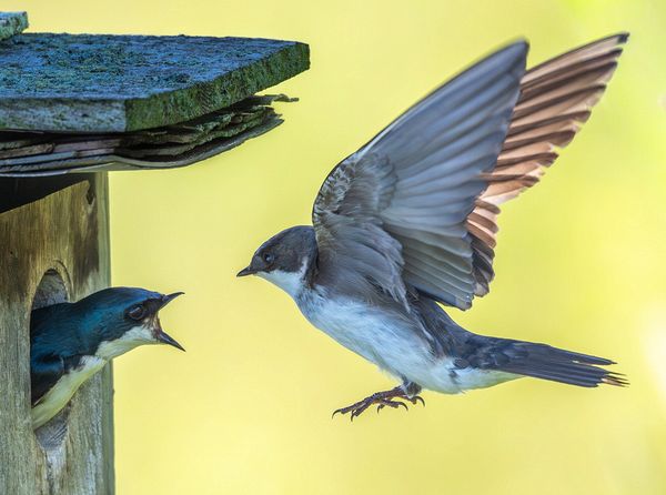 Wildlife\n\nSwallow with check\n\nBath Nuture Preserve