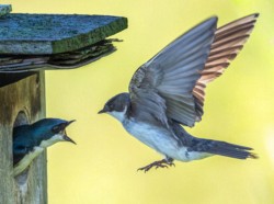 Wildlife\n\nSwallow with check\n\nBath Nuture Preserve