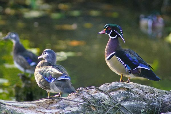 Wildlife \n\nWood Duck\n\nBeaver Marsh